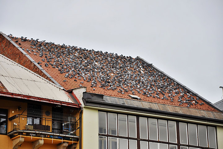 A2B Pest Control are able to install spikes to deter birds from roofs in Grantham. 