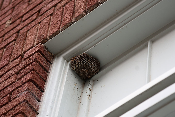 We provide a wasp nest removal service for domestic and commercial properties in Grantham.